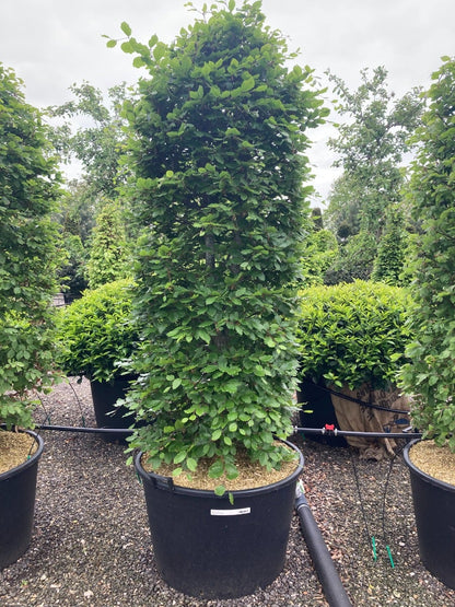  Beukenhaag Als Haagelement (Fagus Sylvatica)