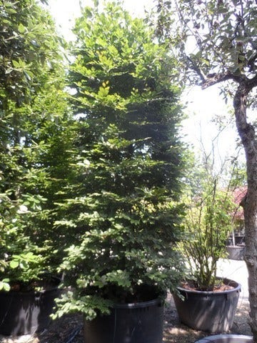  Beukenboom (Fagus Sylvatica)