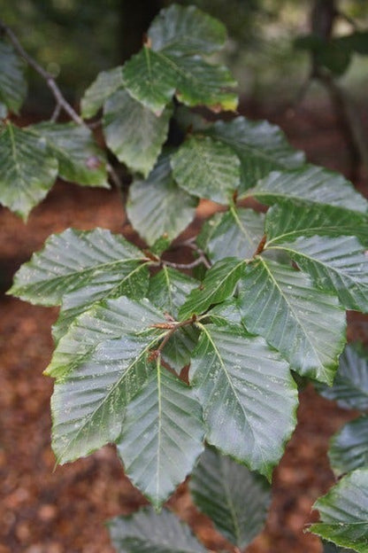  Beukenboom (Fagus Sylvatica)