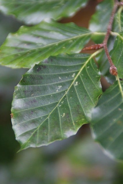  Beukenboom (Fagus Sylvatica)