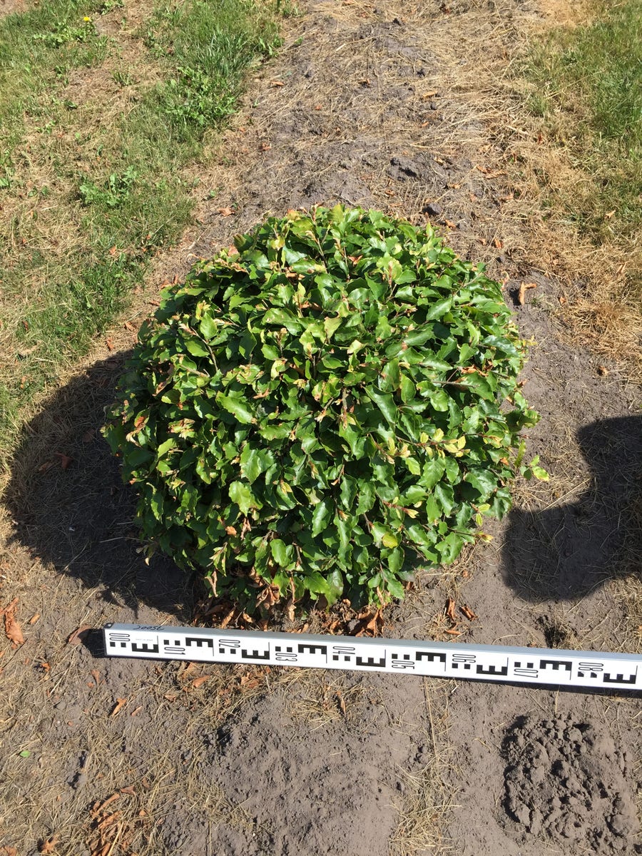  Beuk Als Bolvorm (Fagus Sylvatica)
