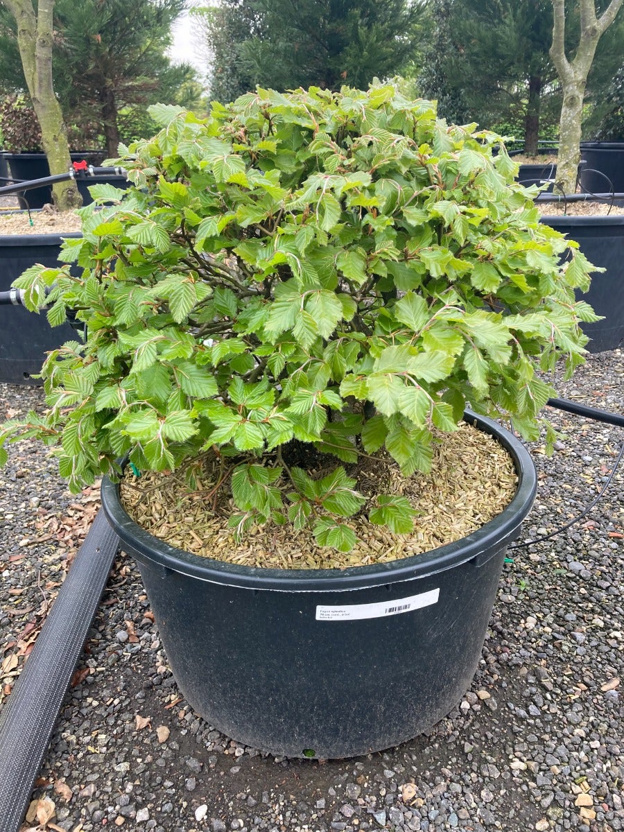  Beuk Als Bolvorm (Fagus Sylvatica)