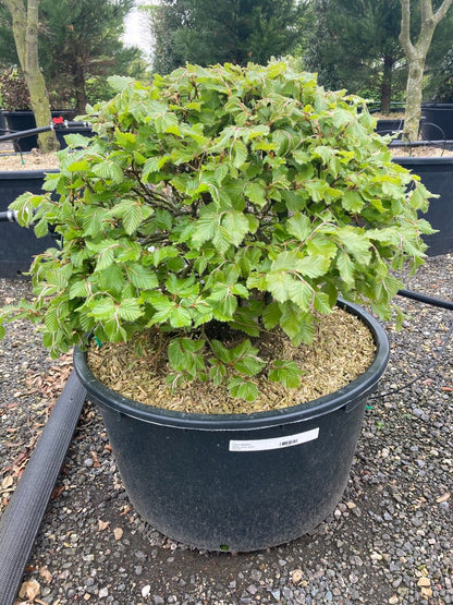  Beuk Als Bolvorm (Fagus Sylvatica)