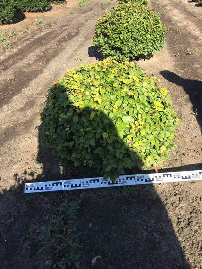  Beuk Als Bolvorm (Fagus Sylvatica)