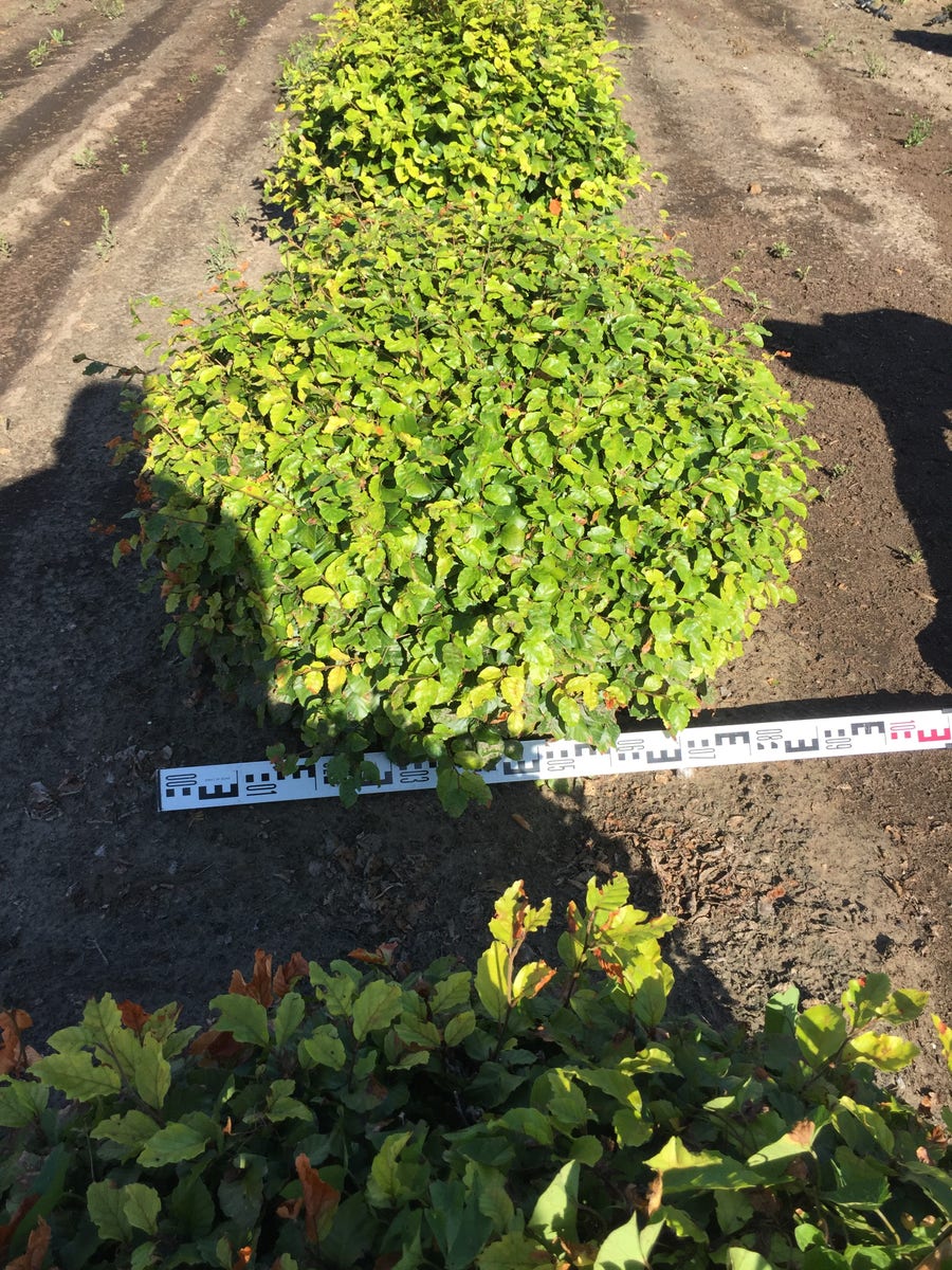  Beuk Als Bolvorm (Fagus Sylvatica)
