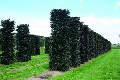  Rode Beukenhaag Als Haagelement (Fagus Sylvatica 'Atropunicea')