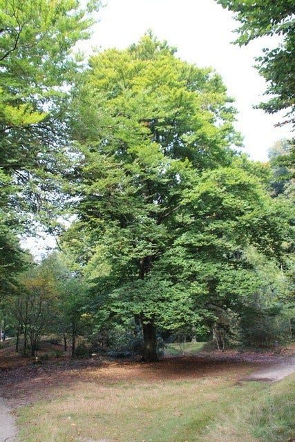  Beukenboom (Fagus Sylvatica)