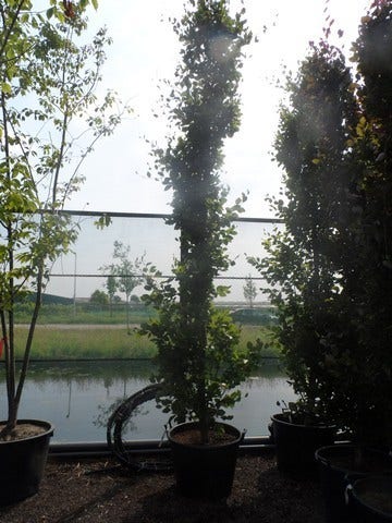  Zuilbeuk (Fagus Sylvatica 'Dawyck')