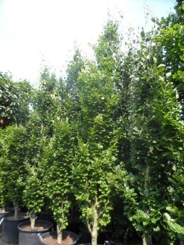  Zuilbeuk (Fagus Sylvatica 'Dawyck')