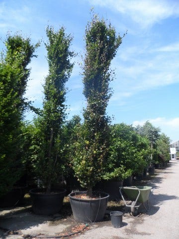  Zuilbeuk (Fagus Sylvatica 'Dawyck')
