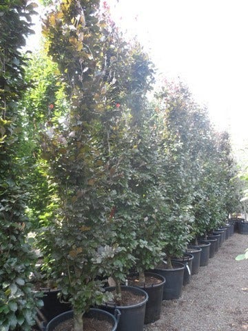  Rode Zuilbeuk (Fagus Sylvatica 'Dawyck Purple')