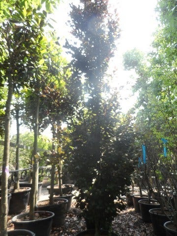  Rode Zuilbeuk (Fagus Sylvatica 'Dawyck Purple')