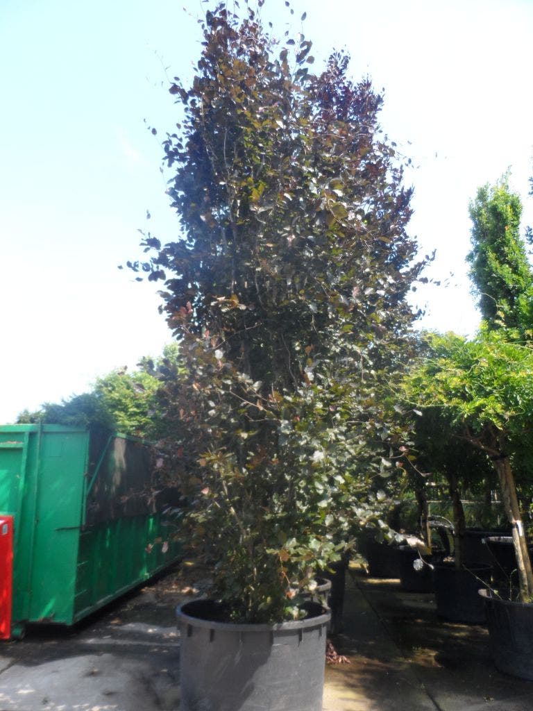  Rode Zuilbeuk (Fagus Sylvatica 'Dawyck Purple')
