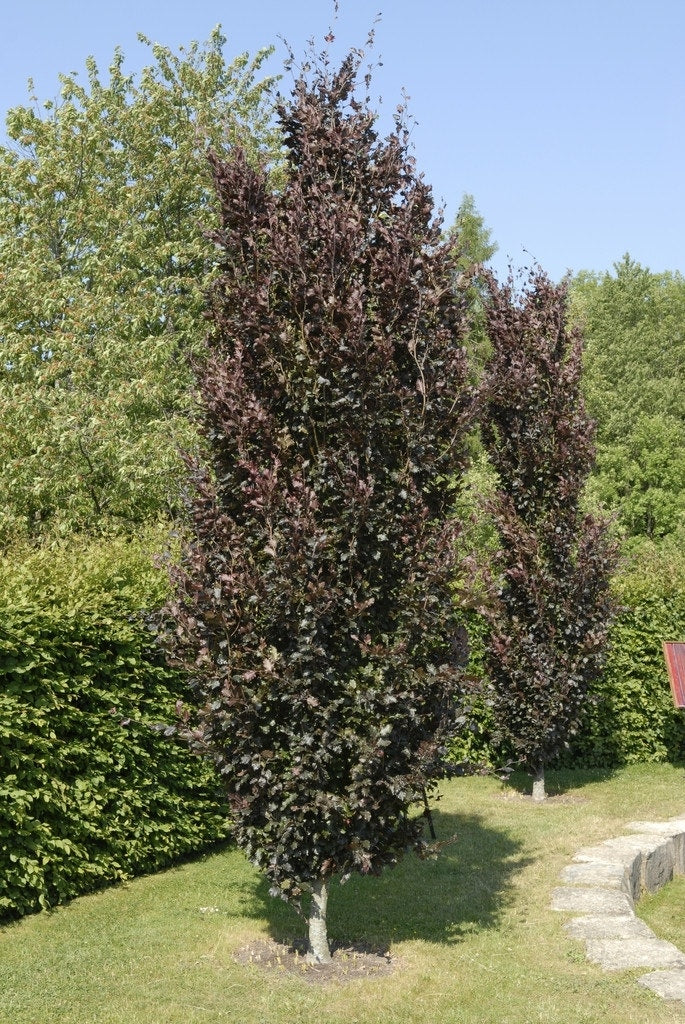  Rode Zuilbeuk (Fagus Sylvatica 'Dawyck Purple')