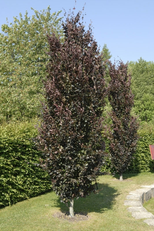  Rode Zuilbeuk (Fagus Sylvatica 'Dawyck Purple')