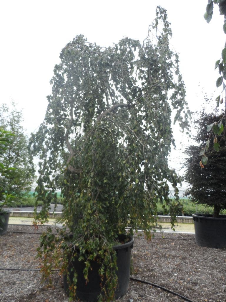  Treurbeuk (Fagus Sylvatica 'Pendula')