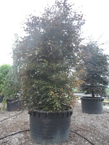  Rode Beukenboom (Fagus Sylvatica 'Purpurea Latifolia')