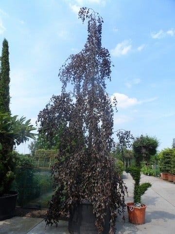  Rode Treurbeuk (Fagus Sylvatica 'Purpurea Pendula')