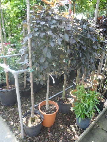  Rode Treurbeuk (Fagus Sylvatica 'Purpurea Pendula')