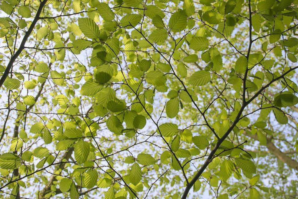  Beukenboom (Fagus Sylvatica)