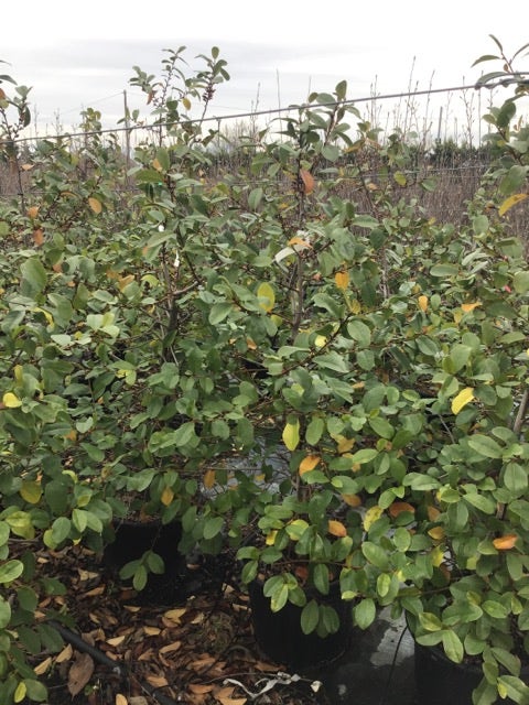  Michelia (Fairy Magnolia 'Blush')