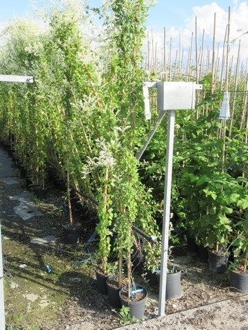  Bruidssluier (Fallopia Aubertii)