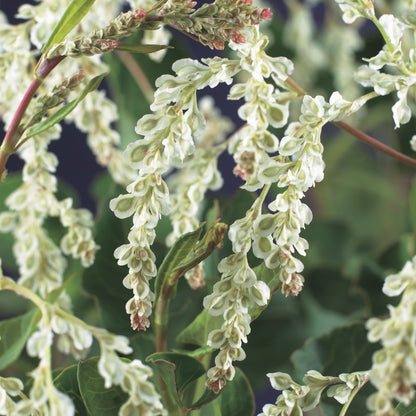 Bruidssluier (Fallopia Aubertii)