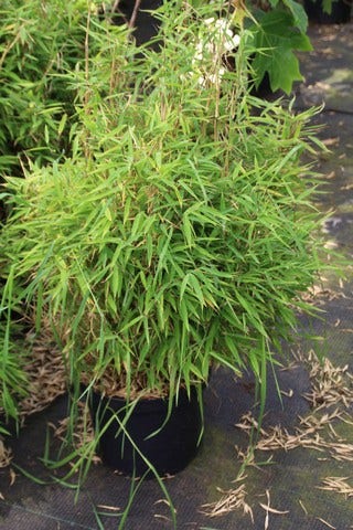  Niet Woekerende Bamboe (Fargesia Robusta)