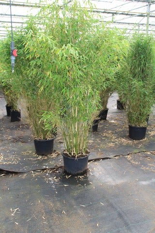  Niet Woekerende Bamboe (Fargesia Robusta)