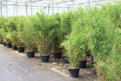  Niet Woekerende Bamboe (Fargesia Robusta)