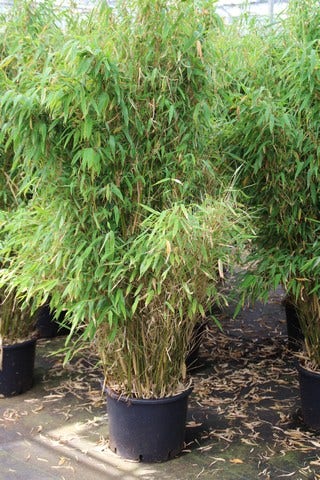  Niet Woekerende Bamboe (Fargesia Robusta)