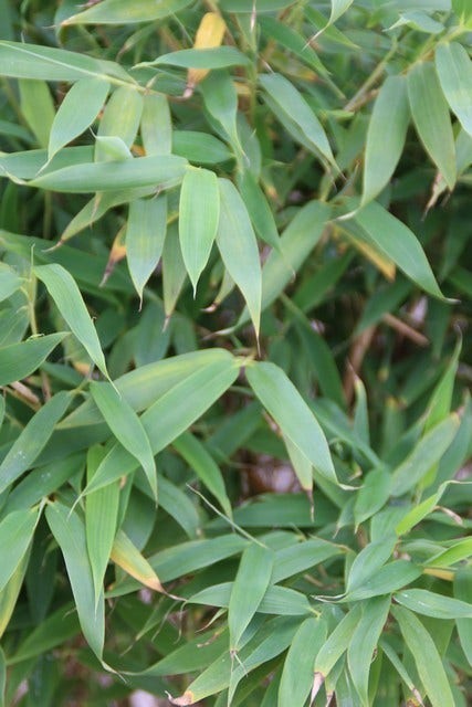  Niet Woekerende Bamboe (Fargesia Murieliae 'Simba')