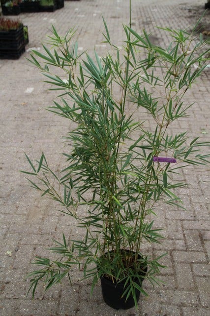  Niet Woekerende Bamboe (Fargesia Robusta)