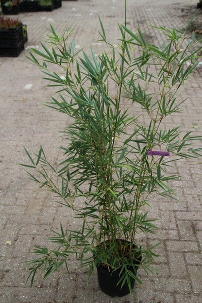 Niet Woekerende Bamboe (Fargesia Robusta)