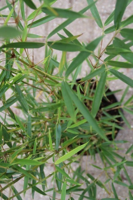  Niet Woekerende Bamboe (Fargesia Robusta)