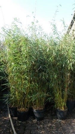  Niet Woekerende Bamboe (Fargesia Robusta)