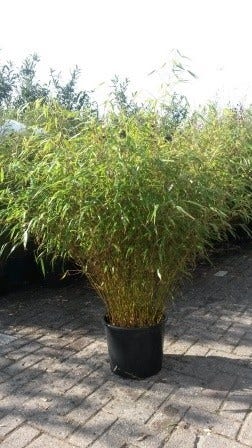  Bamboe (Fargesia Rufa)
