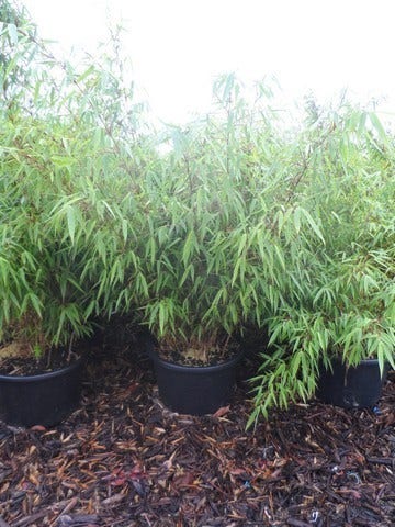  Bamboe (Fargesia Rufa)