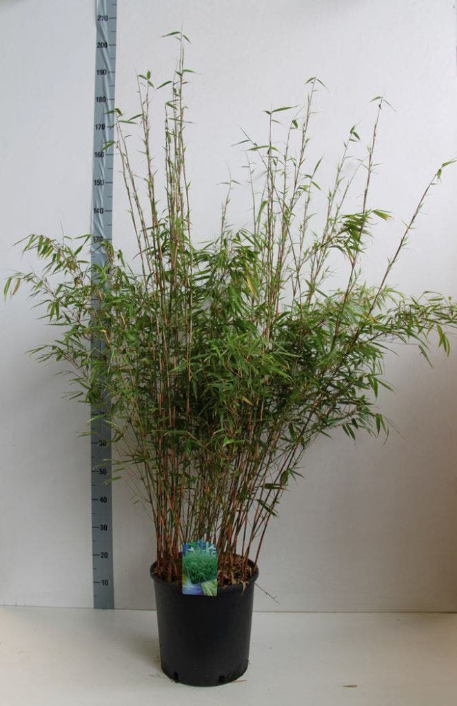  Bamboe (Fargesia Rufa)