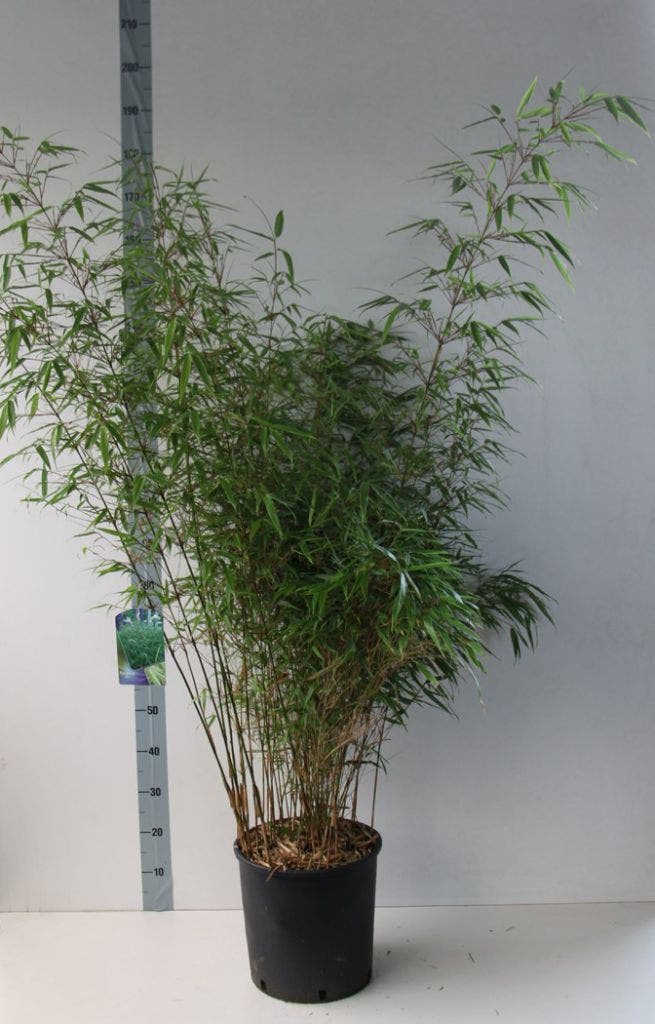  Bamboe (Fargesia Rufa)