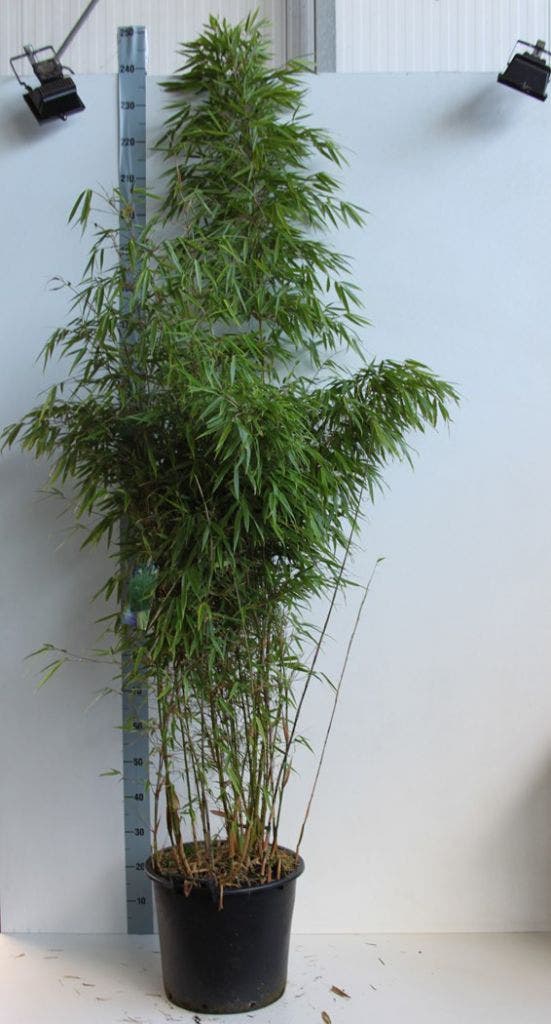  Bamboe (Fargesia Rufa)