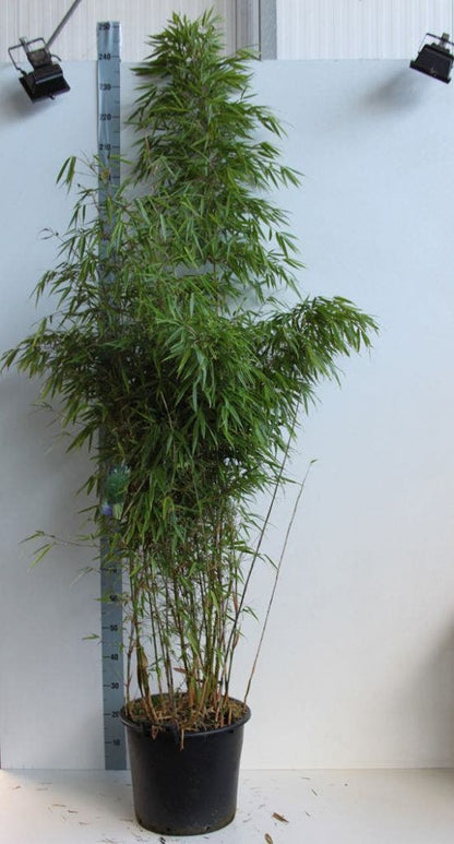  Bamboe (Fargesia Rufa)