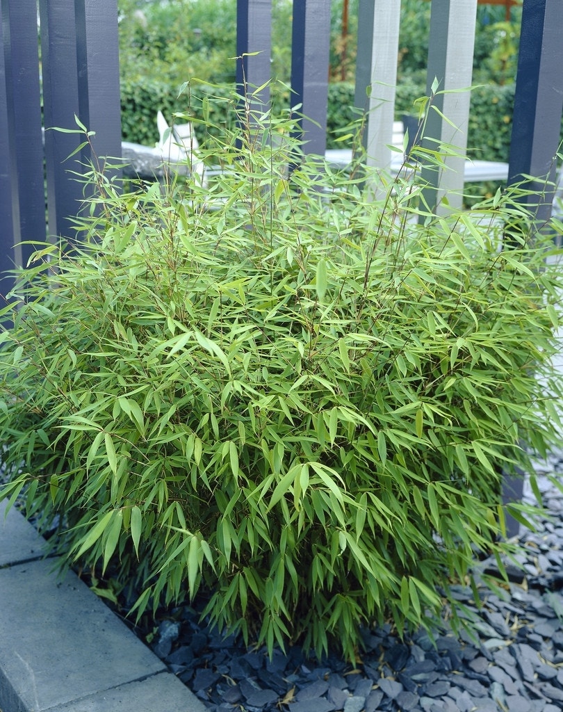  Bamboe (Fargesia Rufa)