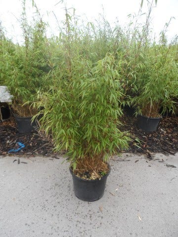  Bamboe (Fargesia Rufa)
