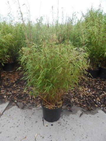  Bamboe (Fargesia Rufa)