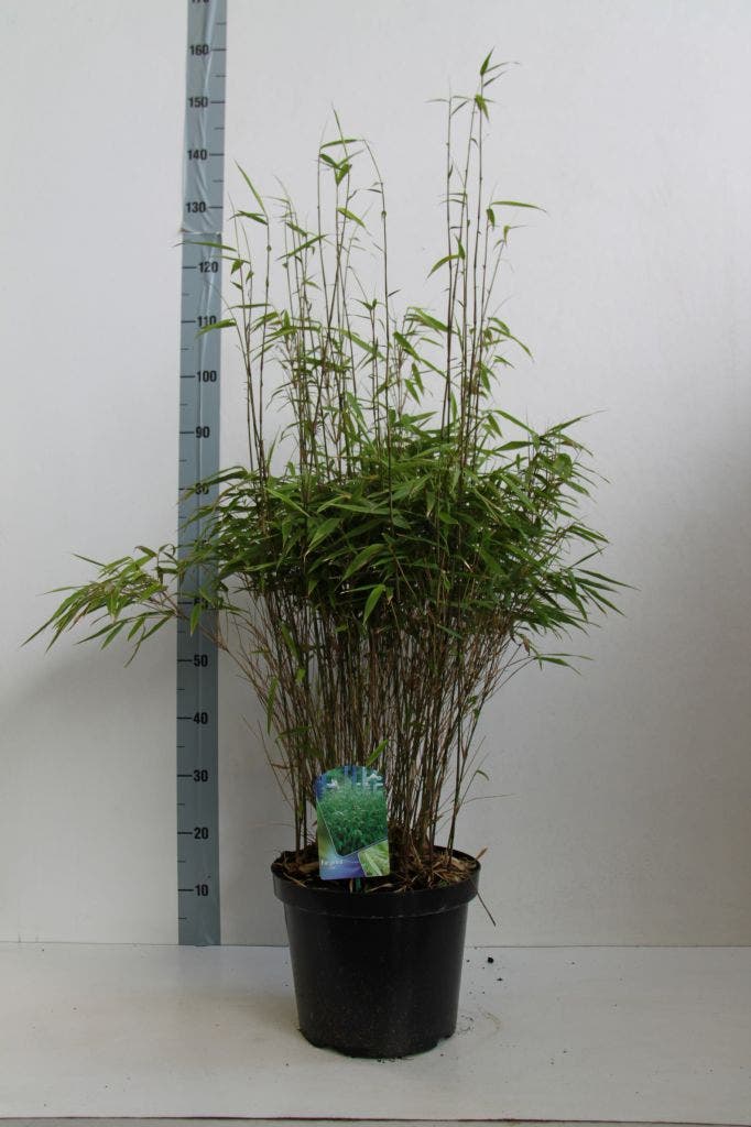  Bamboe (Fargesia Rufa)