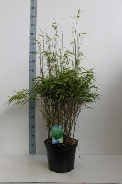  Bamboe (Fargesia Rufa)