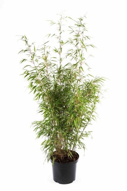  Bamboe (Fargesia Rufa)
