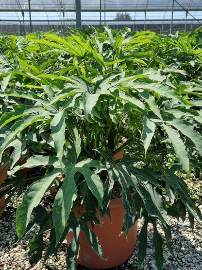  Vingerplant (Fatsia Polycarpa 'Green Fingers')