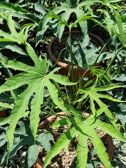  Vingerplant (Fatsia Polycarpa 'Green Fingers')